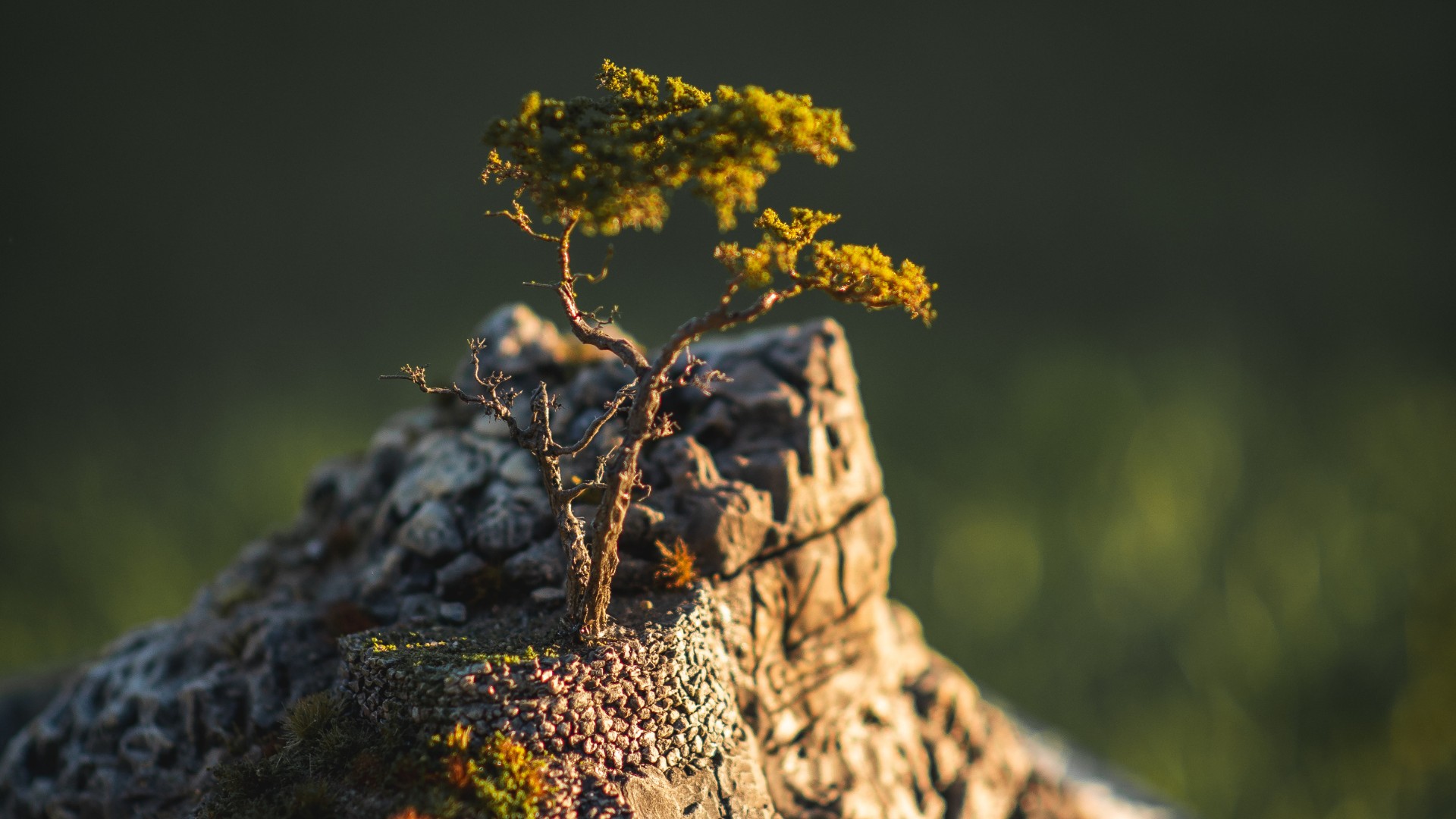Close-up of lone tree and coastal rock formations surrounding the Lone Cypress replica