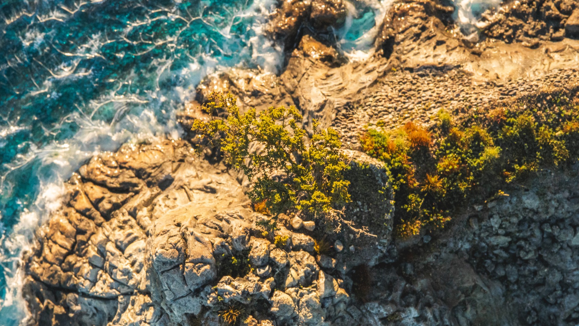 Detailed close-up of the Lone Cypress tree in a handcrafted fine art miniature landscape