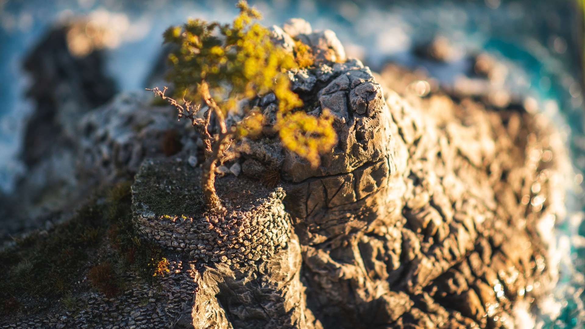 Close-up view of the Lone Cypress tree handcrafted atop a rocky coastal outcropping